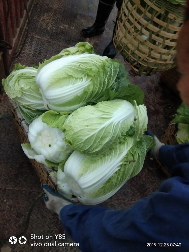 黄心大白菜，湖南万亩基地直供全国**中间商。