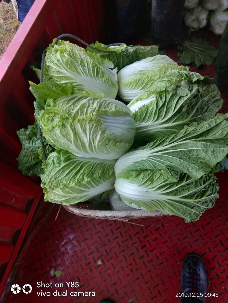 黄心大白菜，湖南万亩基地直供全国**中间商。