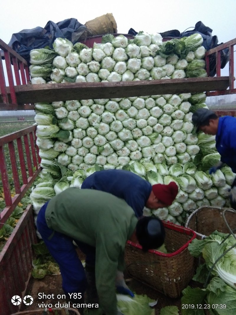黄心大白菜，湖南万亩基地直供全国**中间商。