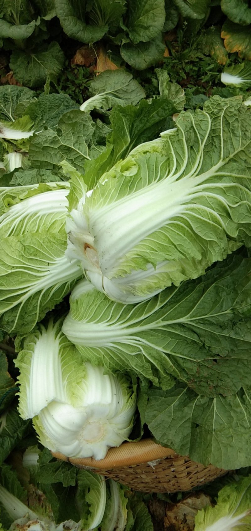 黄心大白菜，湖南万亩基地直供全国**中间商。