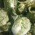 黄心大白菜，湖南万亩基地直供全国**中间商。