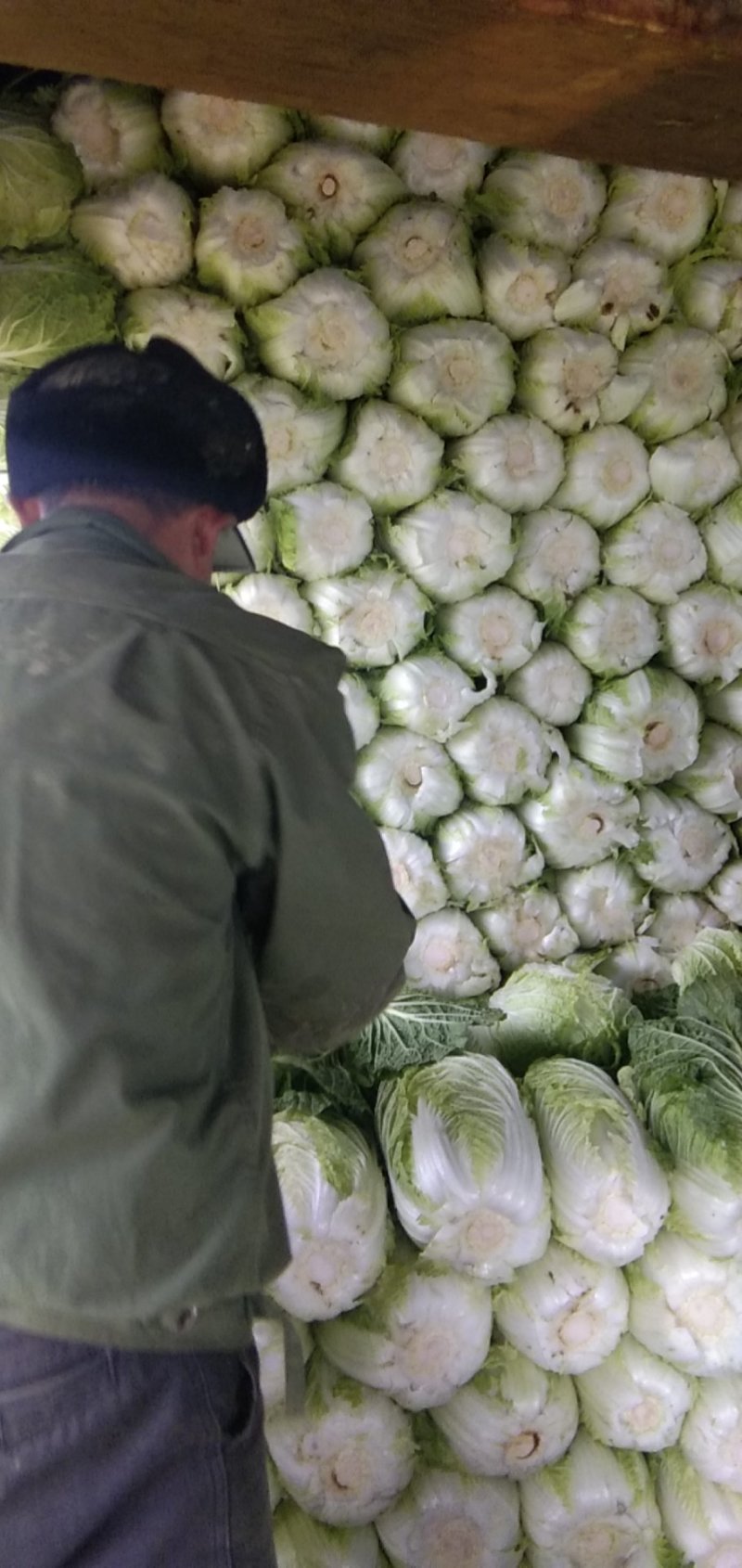 黄心大白菜，湖南万亩基地直供全国**中间商。