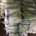 河南大白菜。精品三号菜大量上市中。产地直供量大从优。