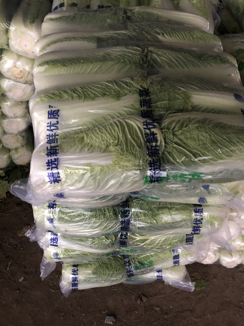 河南大白菜。精品三号菜大量上市中。产地直供量大从优。