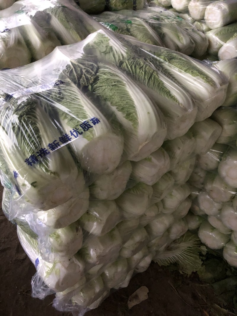 河南大白菜。精品三号菜大量上市中。产地直供量大从优。