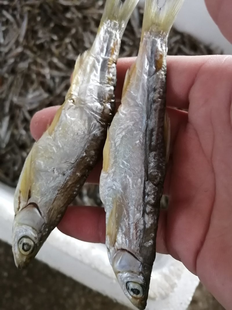 太阳晒干兰刀鱼干晒干晒干