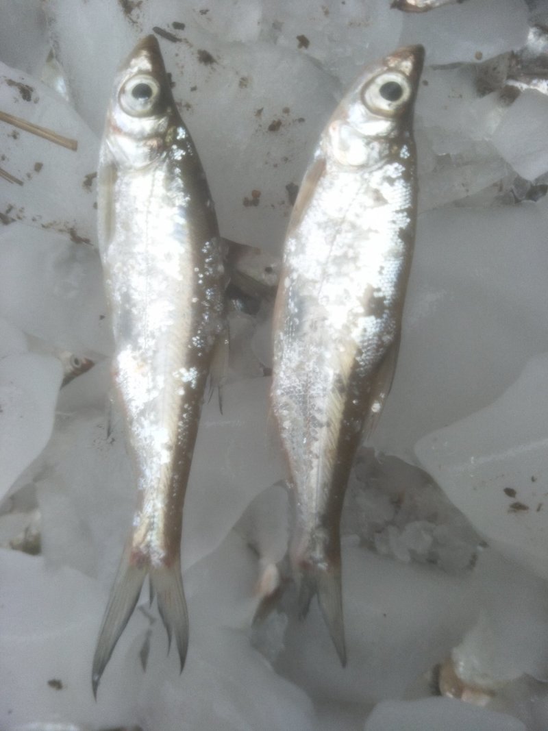 兰刀鱼食用冰鲜鱼兰刀鱼兰刀鱼？？？？