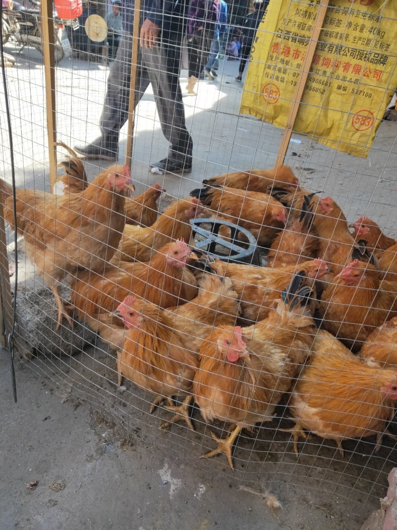 三黄大阎鸡