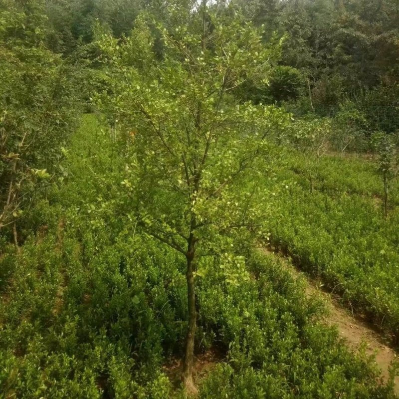 黄杨苗黄杨树苗造型黄杨盆景小苗黄杨盆景素材苗
