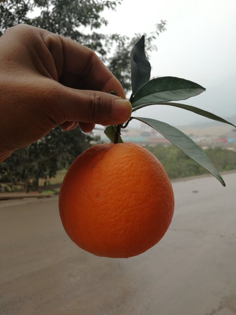 奉节脐橙～礼盒装，正宗原产地鲜香纯甜橙纽荷尔