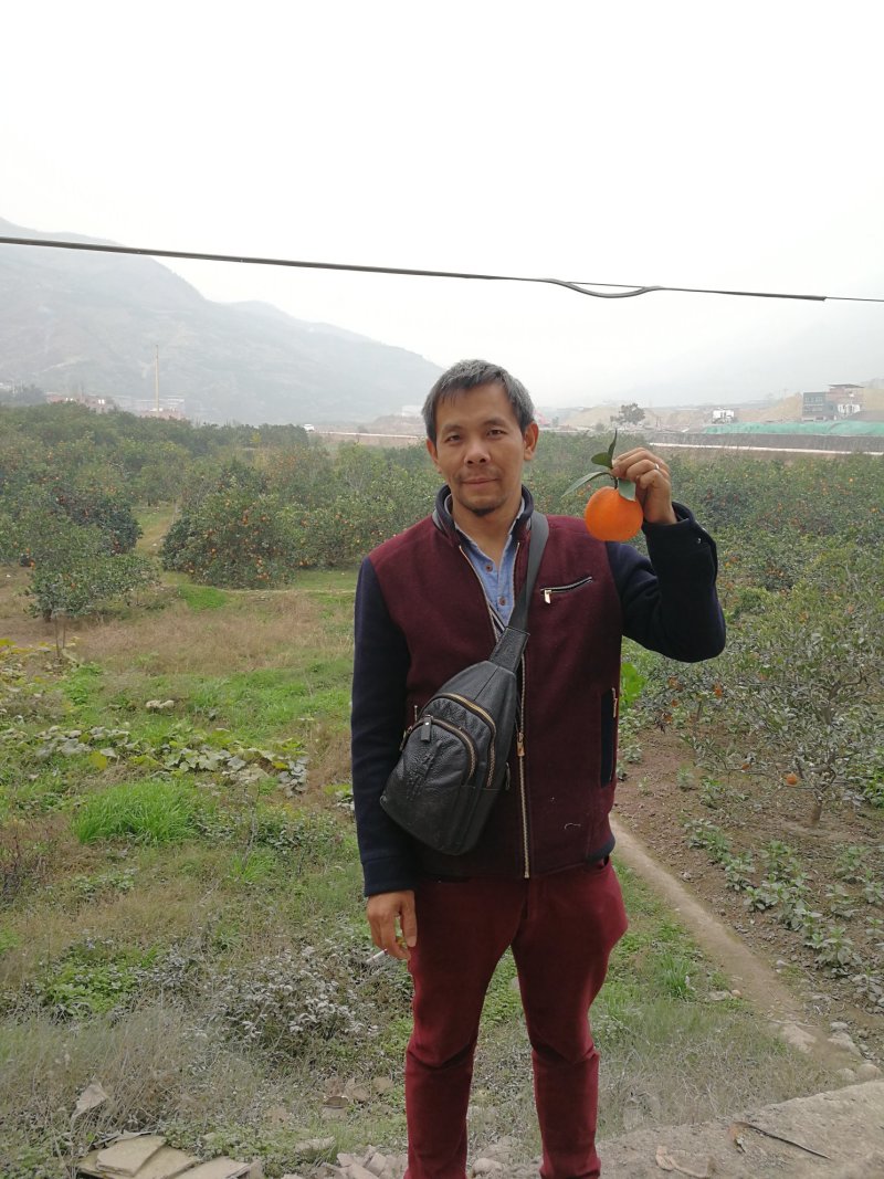奉节脐橙～礼盒装，正宗原产地鲜香纯甜橙纽荷尔