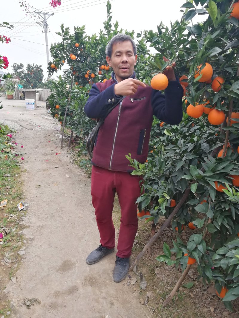 奉节脐橙～礼盒装，正宗原产地鲜香纯甜橙纽荷尔