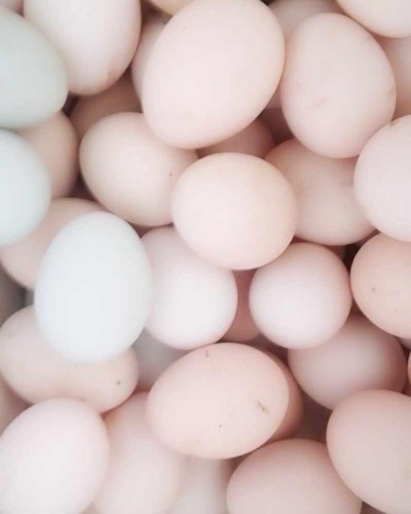 柴鸡蛋