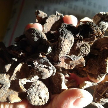食用菌