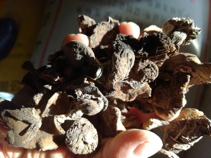食用菌