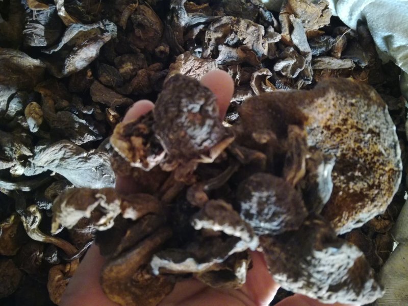 食用菌