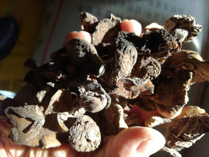 食用菌