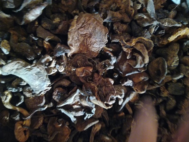 食用菌