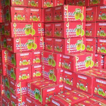 新疆库尔勒香梨红香酥新梨7号香甜可口皮薄汁多货源充足。