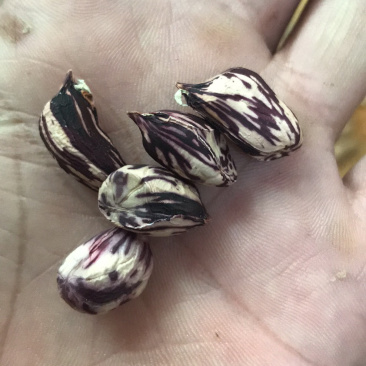 缅甸七彩花生