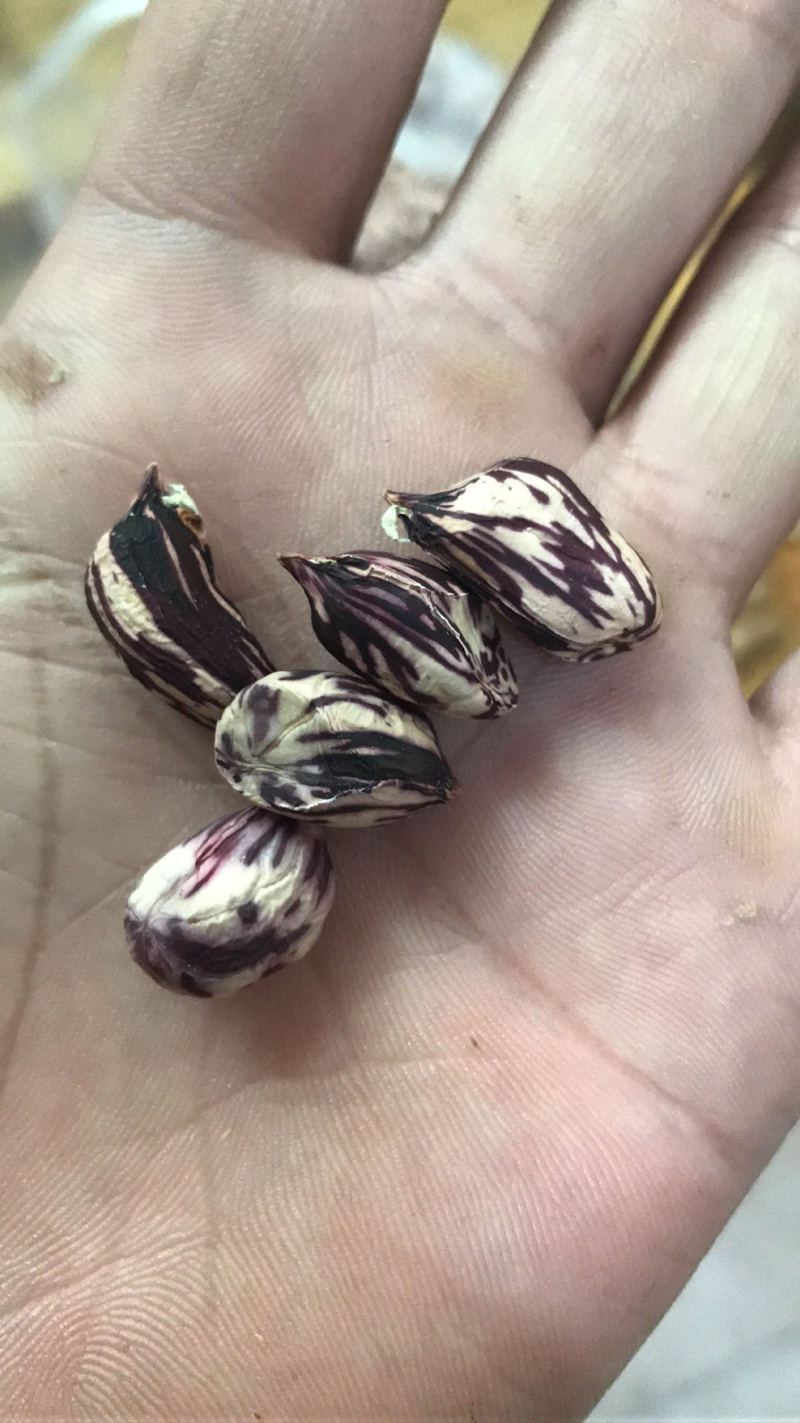 缅甸七彩花生