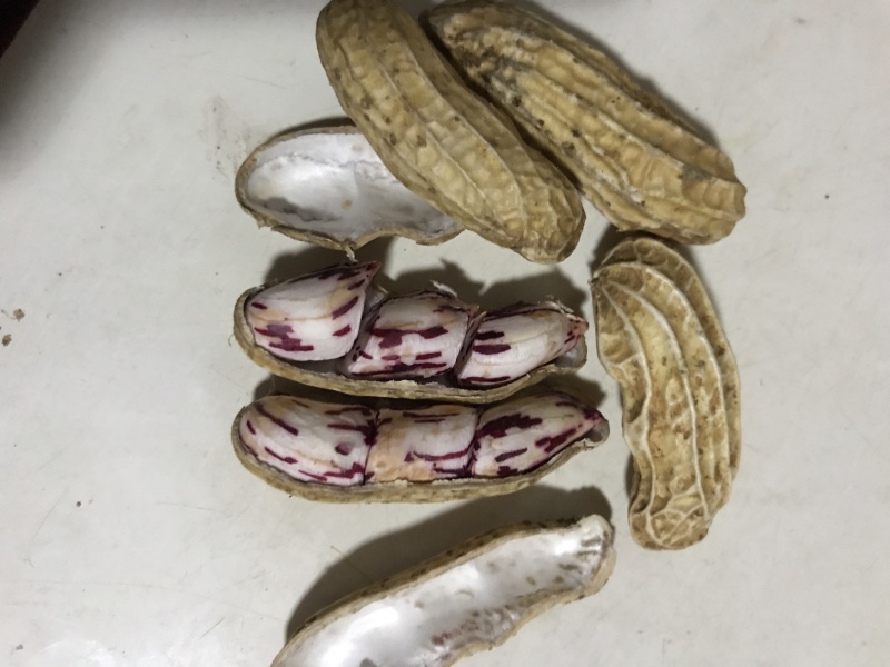 缅甸七彩花生