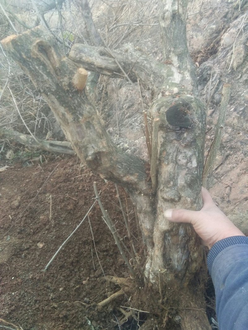 大红袍石榴桩新下山桩