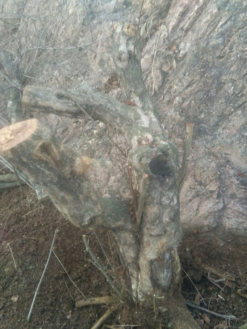 大红袍石榴桩新下山桩