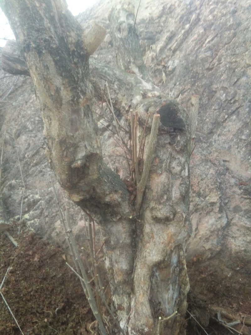 大红袍石榴桩新下山桩