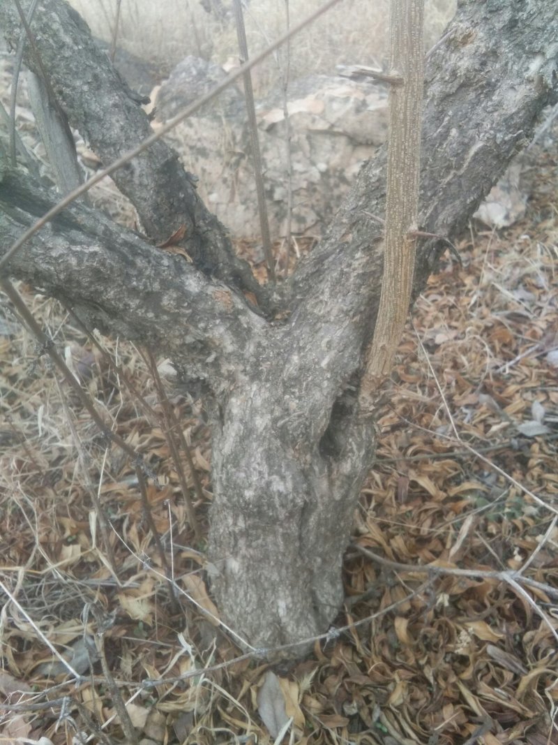 大红袍石榴桩新下山桩