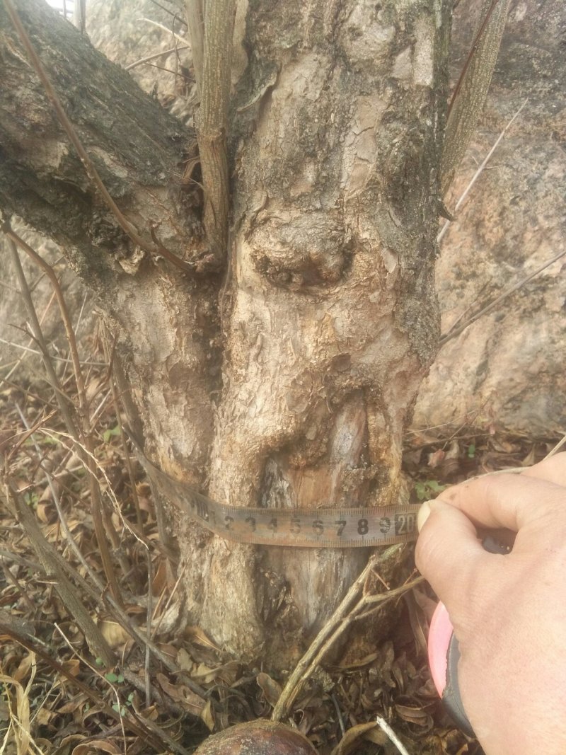 大红袍石榴桩新下山桩