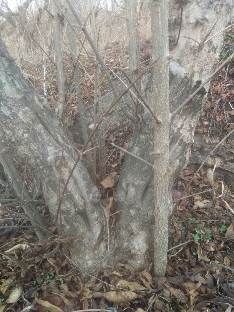 大红袍石榴桩新下山桩