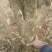 大红袍石榴桩新下山桩