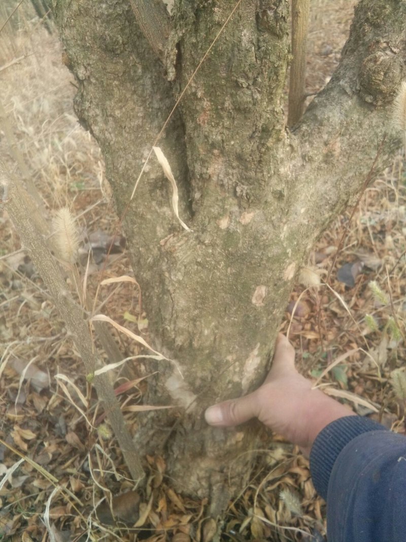 大红袍石榴桩新下山桩