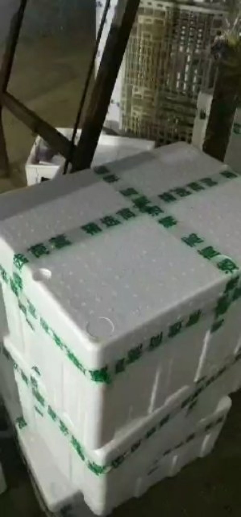 张北基地精品茼蒿上市，质优价廉，产地直销，打包装代发车等