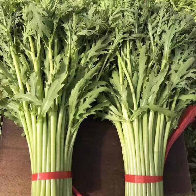 张北基地精品茼蒿上市，质优价廉，产地直销，打包装代发车等