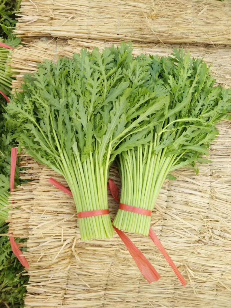 张北基地精品茼蒿上市，质优价廉，产地直销，打包装代发车等
