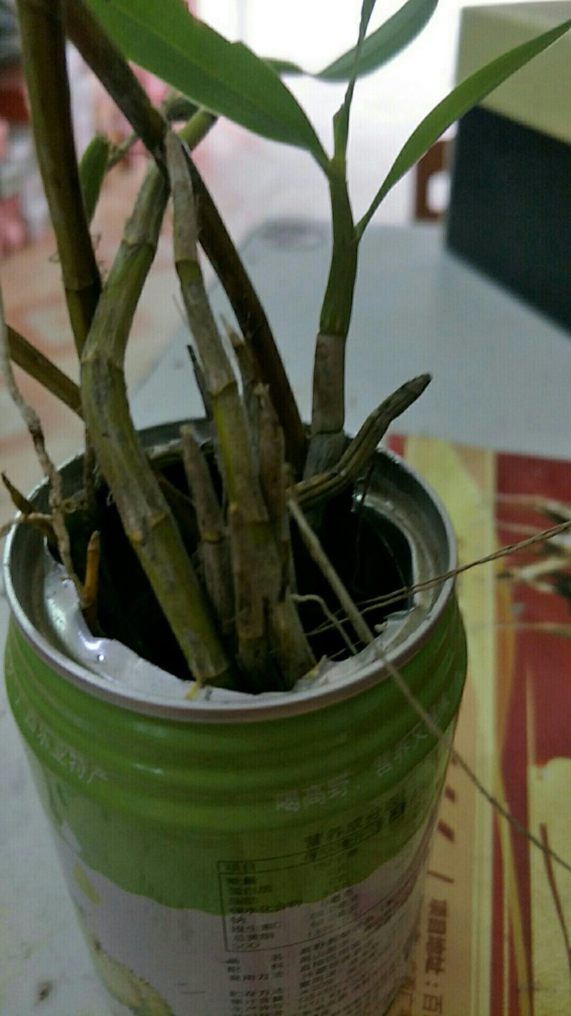 铁皮石斛