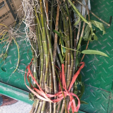 铁皮石斛