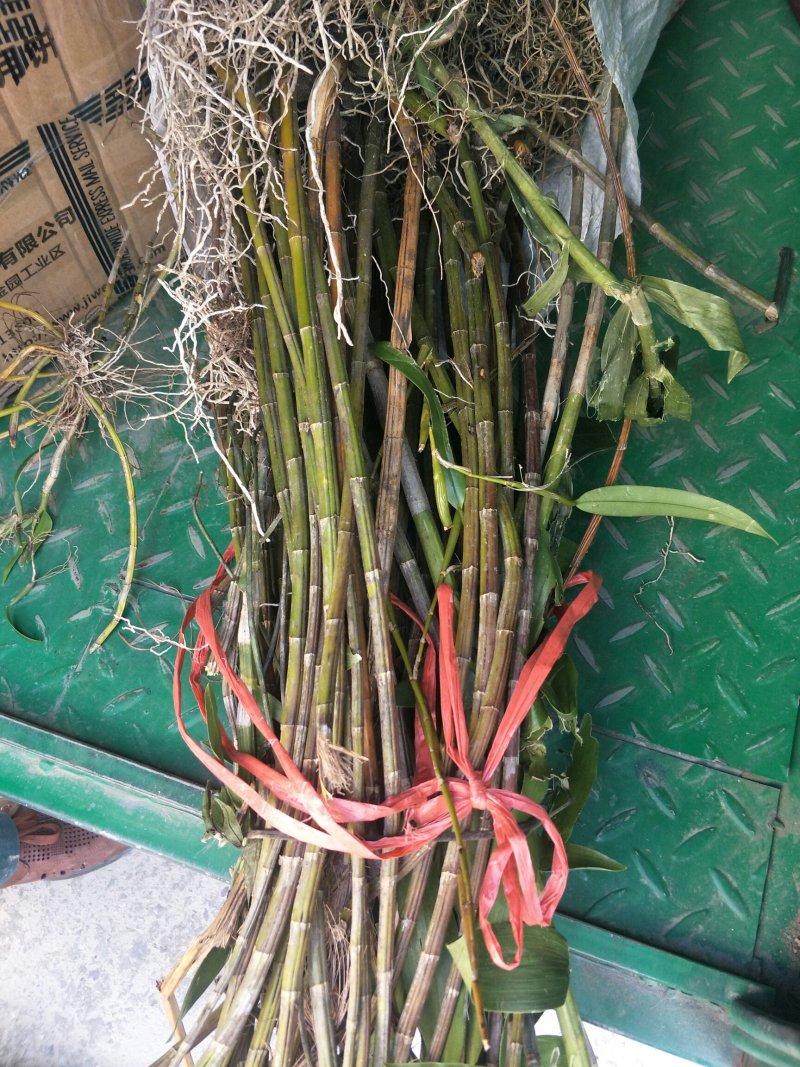 铁皮石斛