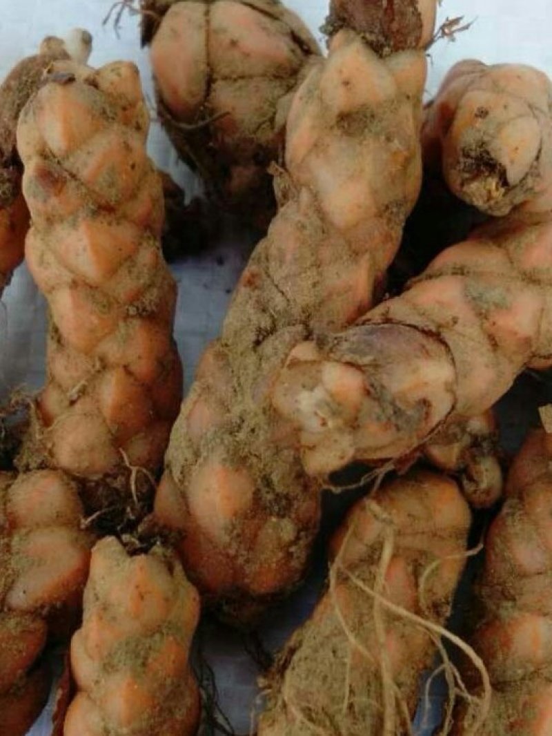 紫叶榨浆草种球精品醡浆草大量现货供应欢迎咨询