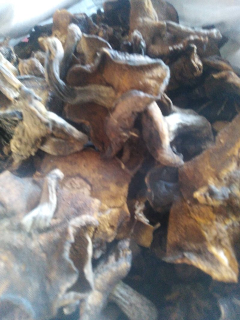 蘑菇