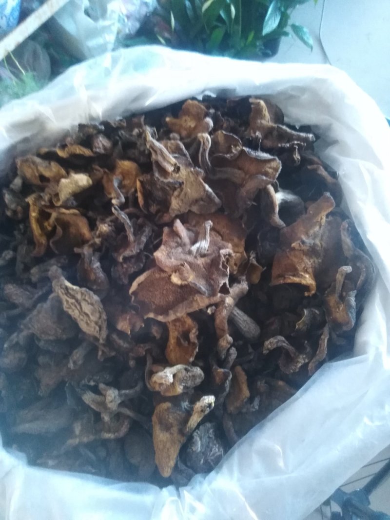 蘑菇