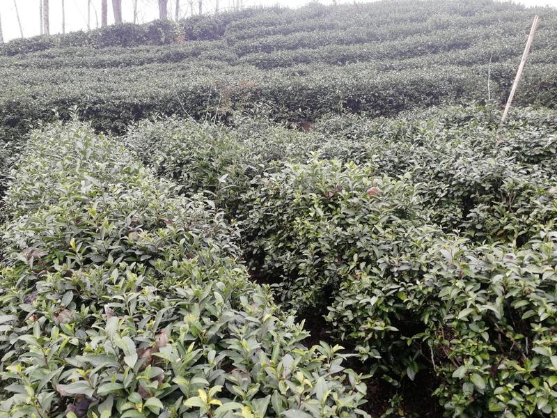 茶树种子茶籽茶叶种子绿茶信阳毛尖籽种植采茶喝茶子