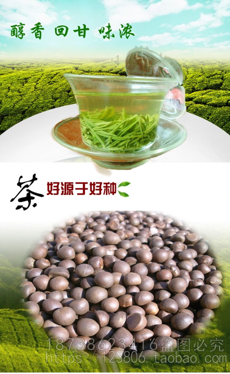 茶种子新鲜茶籽茶果信阳毛尖绿茶籽种植采早茶叶树种子