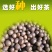 茶种子新鲜茶籽茶果信阳毛尖绿茶籽种植采早茶叶树种子