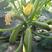 西葫芦种子角瓜种子荷兰进口抗病毒翠绿油亮绿皮西葫芦种子