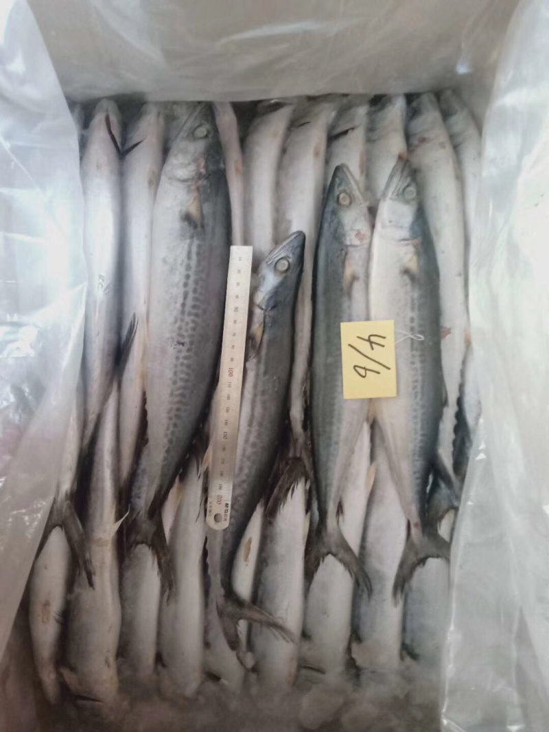 鲅鱼，马鲛鱼，各种规格都是一手货源