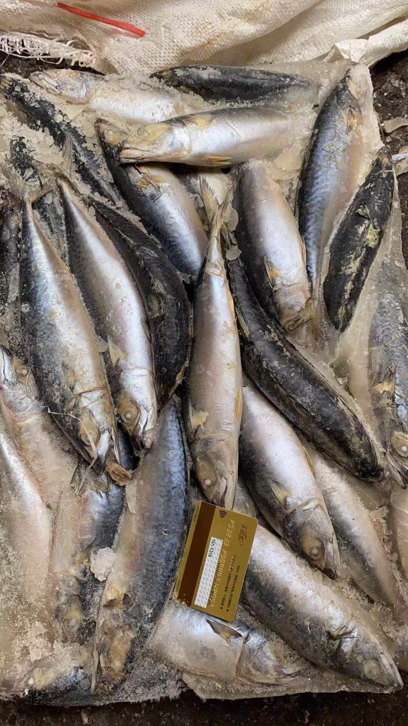 残鲅鱼4-6两每条，一箱净重12斤