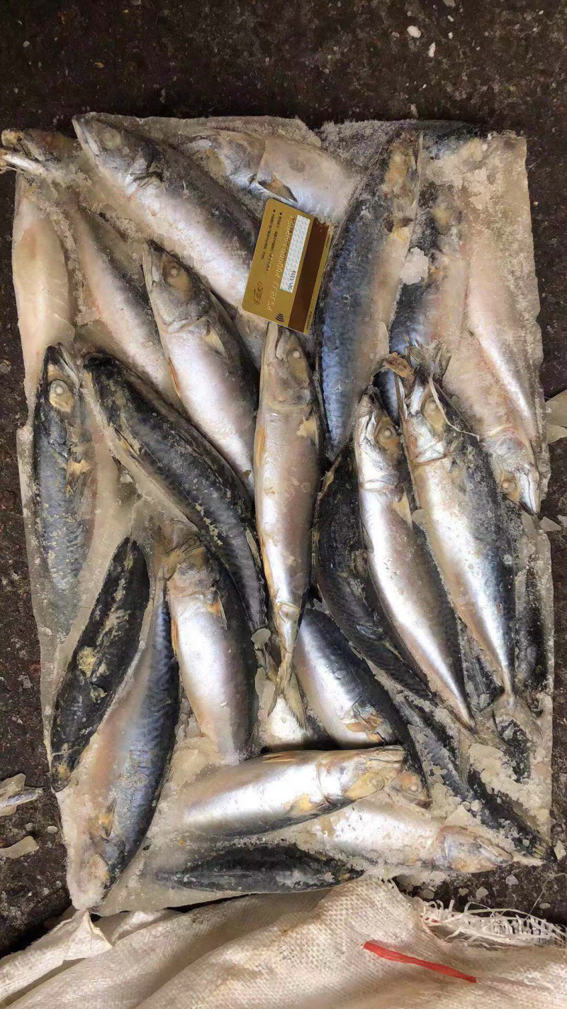 残鲅鱼4-6两每条，一箱净重12斤